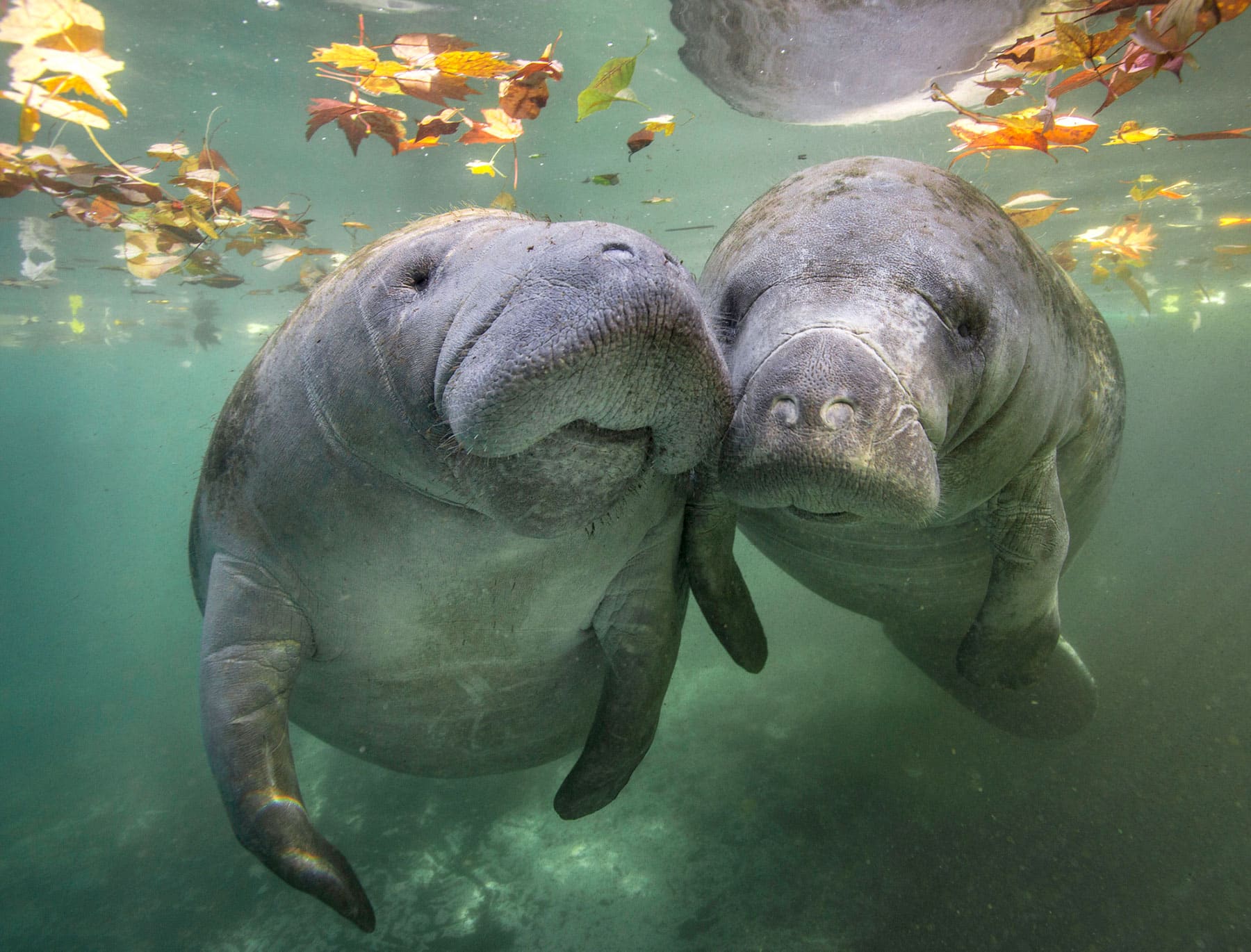 Manatee Image